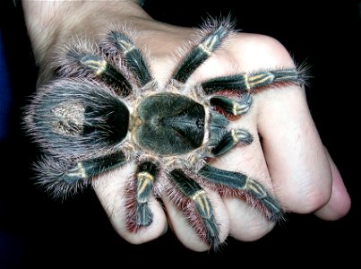Grammostola pulchripes L9 female on a hand.