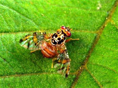 Image title: Medfly insect Image from Public domain images website, http://www.public-domain-image.com/full-image/fauna-animals-public-domain-images-pictures/insects-and-bugs-public-domain-images-pict photo