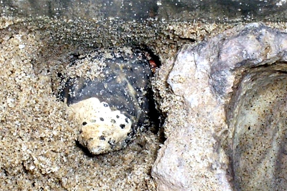 (coenobita clypeatus) digging under a drinking dish and getting ready to moult.