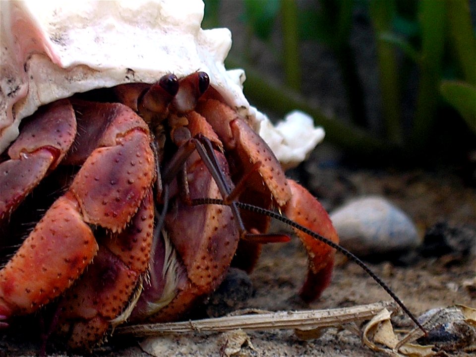 (coenobita clypeatus)