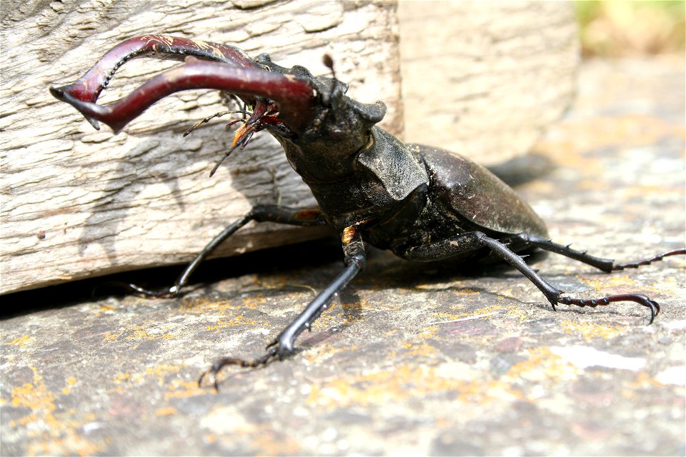 Hirschkäfer (männlich), Lucanus cervus (male)
