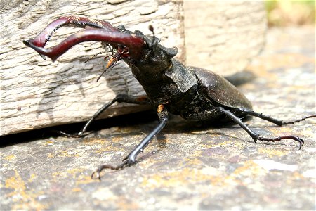 Hirschkäfer (männlich), Lucanus cervus (male)