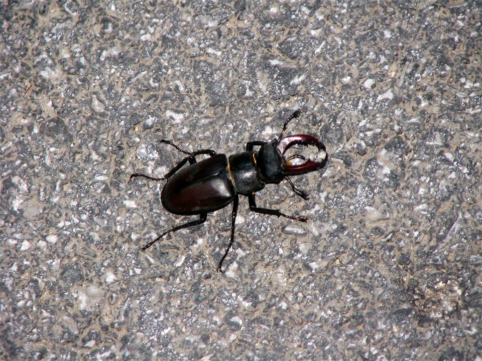 Lucanus cervus in Ravenska Vas, Slovenia, Europe