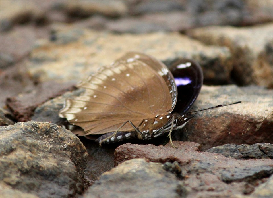 Hypolimnas bolina Linnaeus, 1758 – Great Eggfly