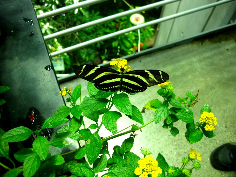 Zebra Longwing, Heliconius charitonius
