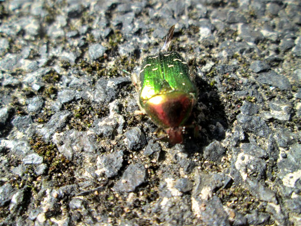 Goldglänzender oder Gemeiner Rosenkäfer (Cetonia aurata) in Hockenheim