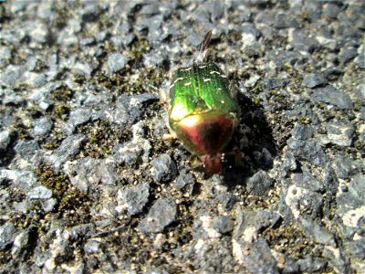 Goldglänzender oder Gemeiner Rosenkäfer (Cetonia aurata) in Hockenheim