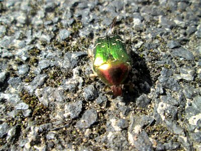 Goldglänzender oder Gemeiner Rosenkäfer (Cetonia aurata) in Hockenheim photo