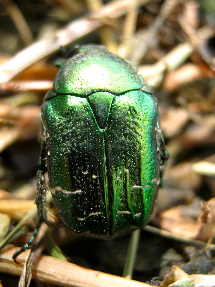 Cetonia aurata. Место съёмки: Россия, Липецкая область, Становлянский р-н, с.Кириллово photo