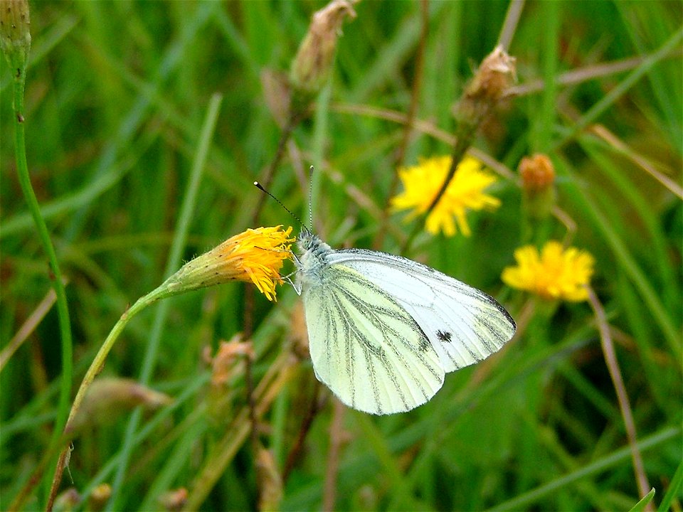 Bielinek kapustnik (Pieris brassicae) Correction: Green Veined White, Pieris napi