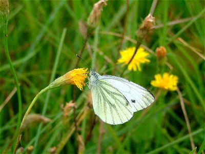 Bielinek kapustnik (Pieris brassicae) Correction: Green Veined White, Pieris napi