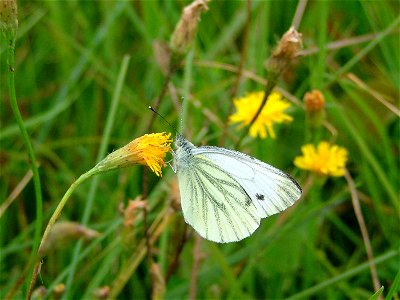 Bielinek kapustnik (Pieris brassicae) Correction: Green Veined White, Pieris napi photo