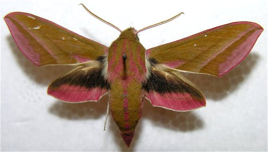 Deilephila elpenor