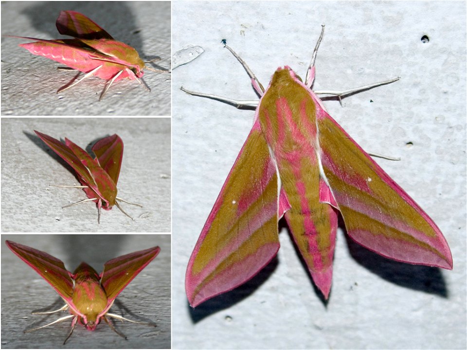 Sleeping Elephant Hawk-moth (Deilephila elpenor) on wall from different angles