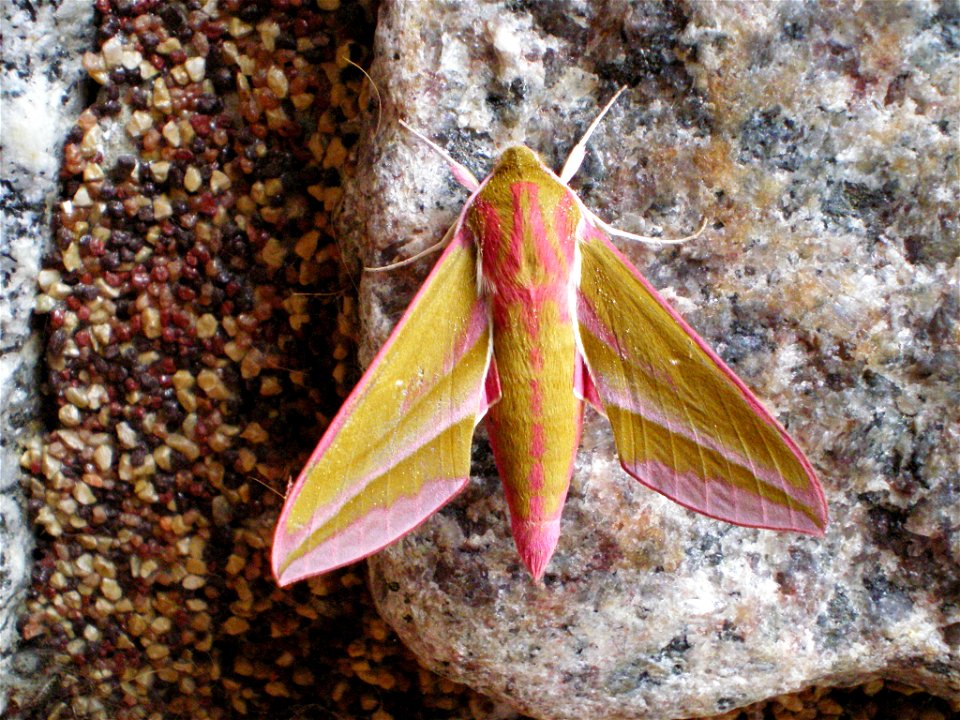 zdjęcie ćmy Deilephila elpenor zrobione 23 czerwca popołudniu, nad morzem, Ustronie Morskie, photo of Deilephila elpenor made 23.06.2007 in the afternoon, Ustronie Morskie, Poland