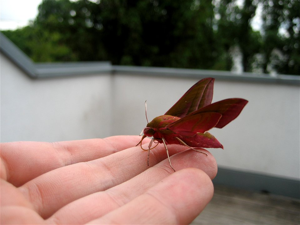 Deilephila elpenor in Graz, Austria, Europe