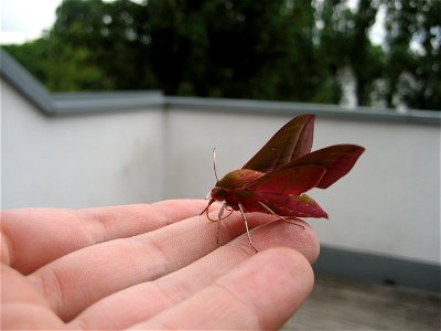 Deilephila elpenor in Graz, Austria, Europe photo