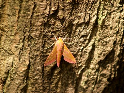 ベニスズメ [Elephant Hawk-moth] [Deilephila elpenor] photo