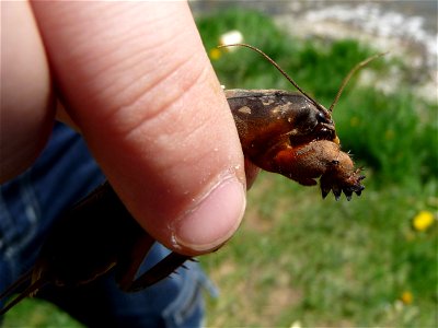 Mole cricket (Gryllotalpa gryllotalpa). Ukraine.