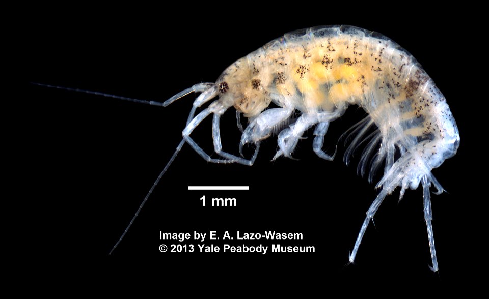 PRESERVED_SPECIMEN; ovigerous; 70% alc.; Det. by: Eric A. Lazo-Wasem 2013; GM Image; IZ number 67985; lot count 1; female; ovigerous; 2013-09-11T00:00:00Z