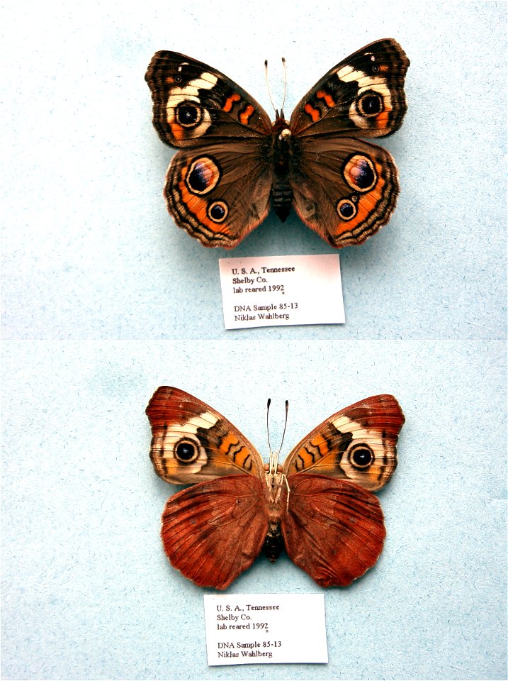 UNITED STATES OF AMERICA.   Cladistics 2003, BJLS 2005, JEB 2007,  Exemplar,  <a href="http://nymphalidae.utu.fi/story.php?code=NW85-13" rel="nofollow">see in our database</a>