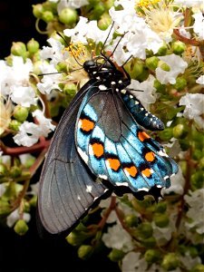 Pipevine Swallowtail (Battus philenor) butterfly in Nashville, Tennessee photo