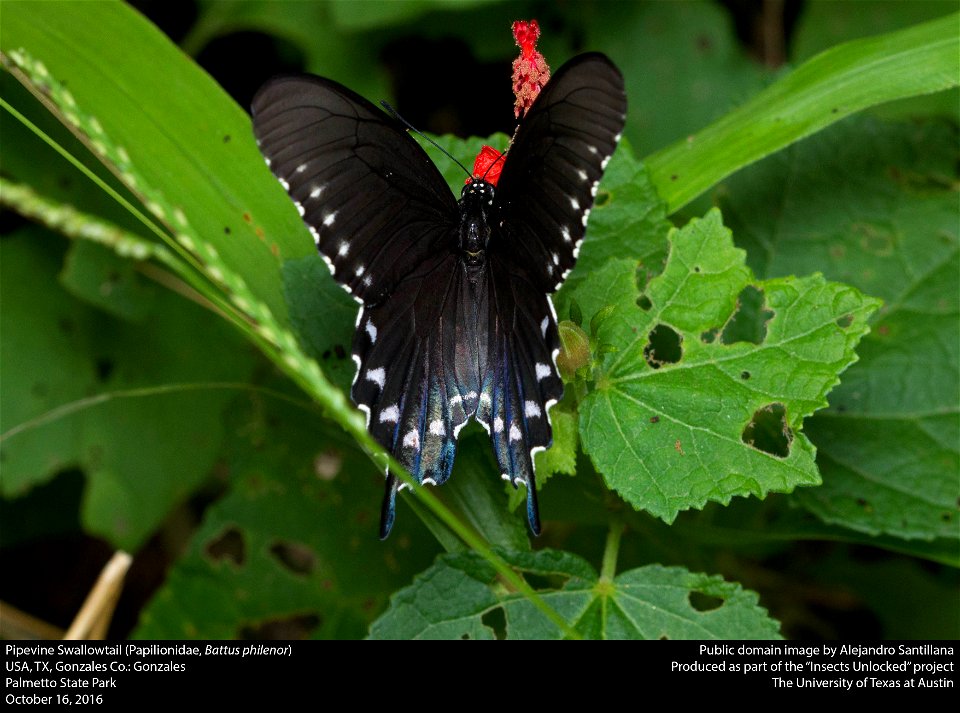 USA, TX, Gonzales Co.: Gonzales Palmetto State Park 16-x-2016 photo