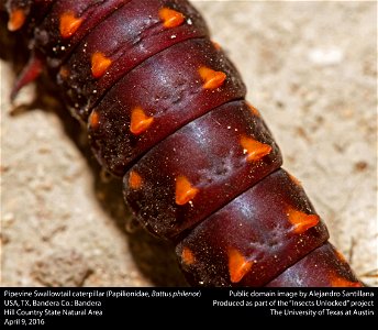 USA, TX. Bandera Co.: Bandera
Hill Country State Natural Area

9-iv-2016