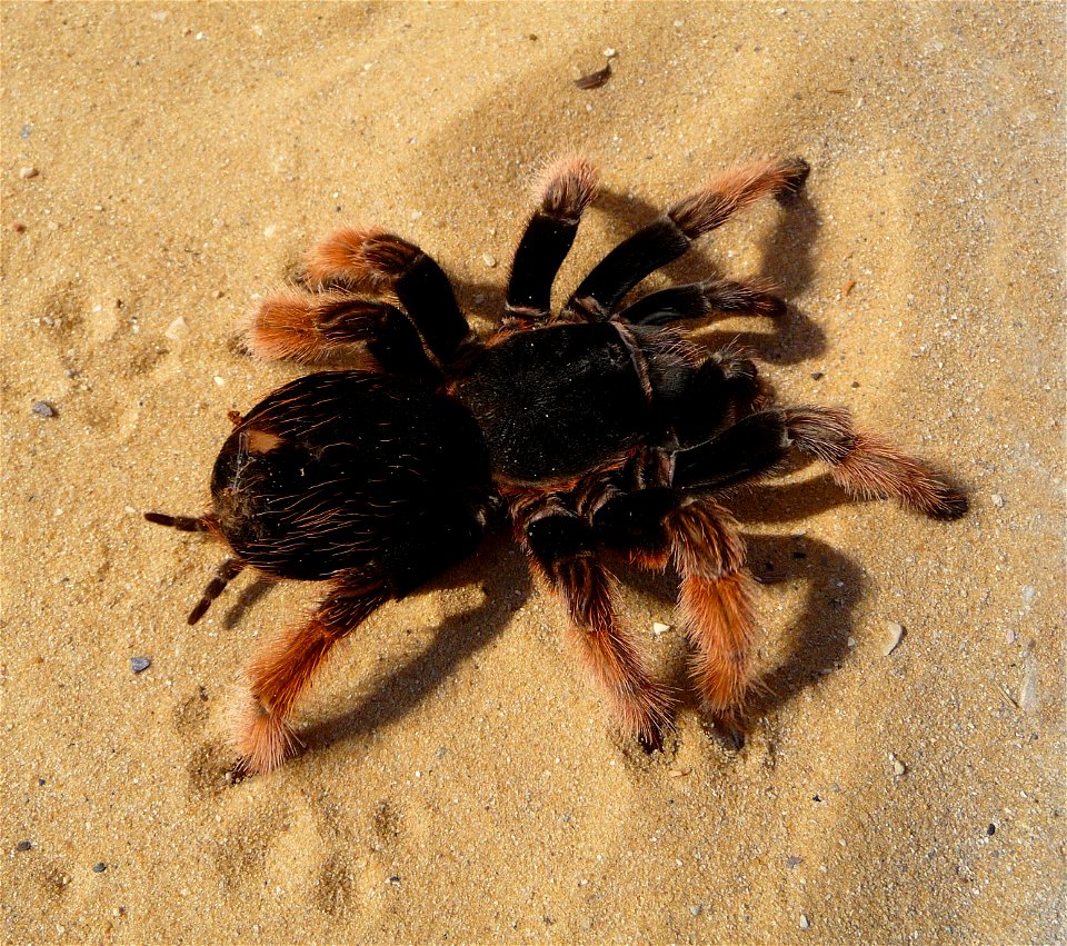 Mexican Pink tarantula Brachypelma klaasi (Schmidt & Krause, 1994). Adult female