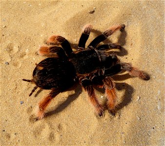 Mexican Pink tarantula Brachypelma klaasi (Schmidt & Krause, 1994). Adult female