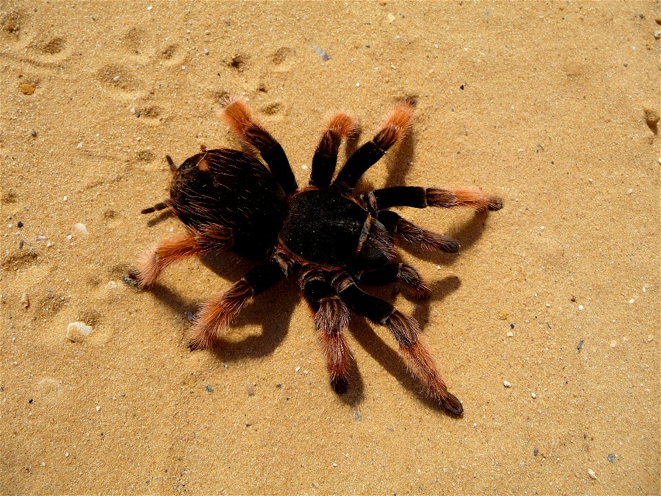 Mexican Pink tarantula Brachypelma klaasi (Schmidt & Krause, 1994). Adult female