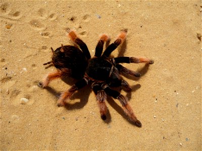 Mexican Pink tarantula Brachypelma klaasi (Schmidt & Krause, 1994). Adult female