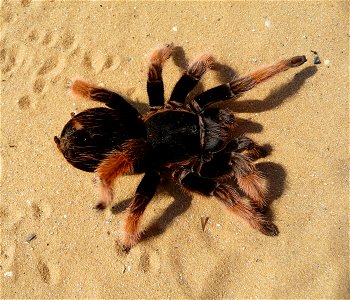 Mexican Pink tarantula Brachypelma klaasi (Schmidt & Krause, 1994). Adult female