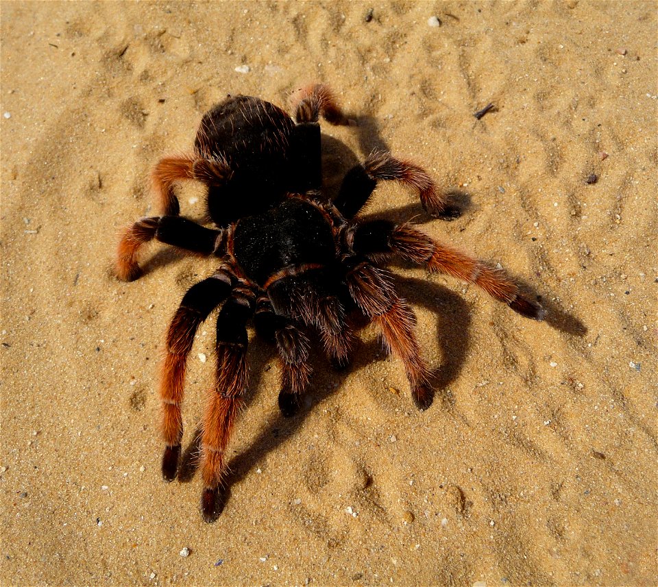 Mexican Pink tarantula Brachypelma klaasi (Schmidt & Krause, 1994). Adult female