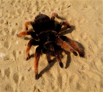 Mexican Pink tarantula Brachypelma klaasi (Schmidt & Krause, 1994). Adult female