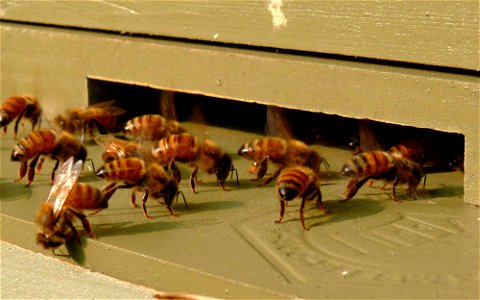 A group of Italian honeybee (Apis mellifera ligustica) workers gathered near the front entrance of their hive. These worker bees are fanning the entrance of the hive to cool it.Photo taken with a Pana photo