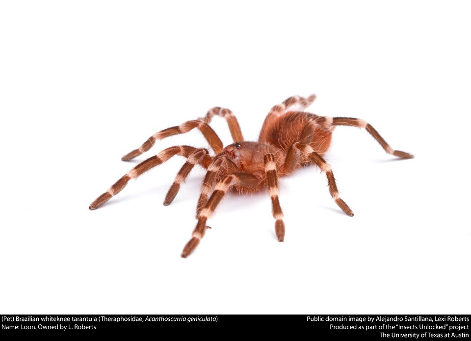 (Pet) Brazilian whiteknee tarantula (Theraphosidae, Acanthoscurria geniculata)
Name: Loon. Owned by L. Roberts






This image was created as part of the Insects Unlocked project at the University of