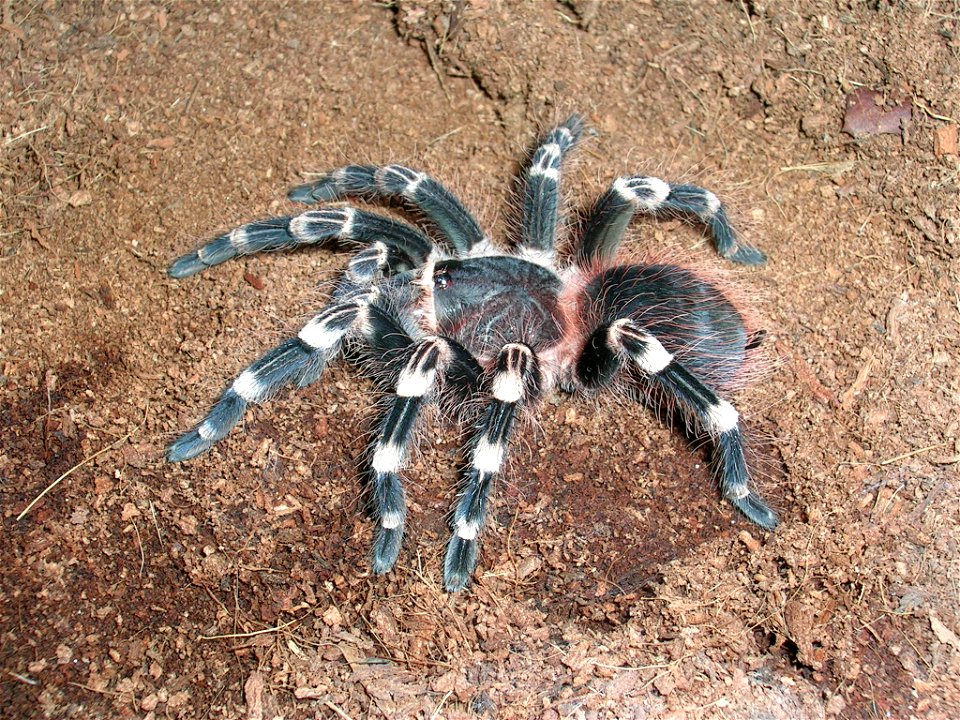 Acanthoscurria Geniculata L10