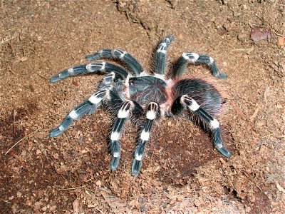 Acanthoscurria Geniculata L10 photo