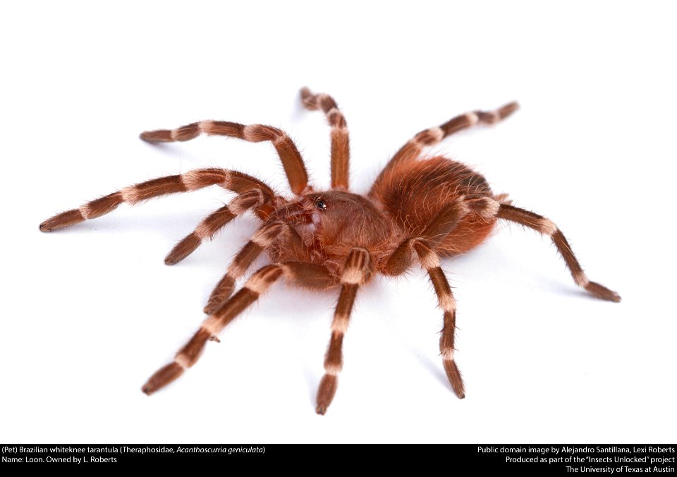 (Pet) Brazilian whiteknee tarantula (Acanthoscurria geniculata, Theraphosidae)
Name: Loon. Owned by L. Roberts






This image was created as part of the Insects Unlocked project at the University of