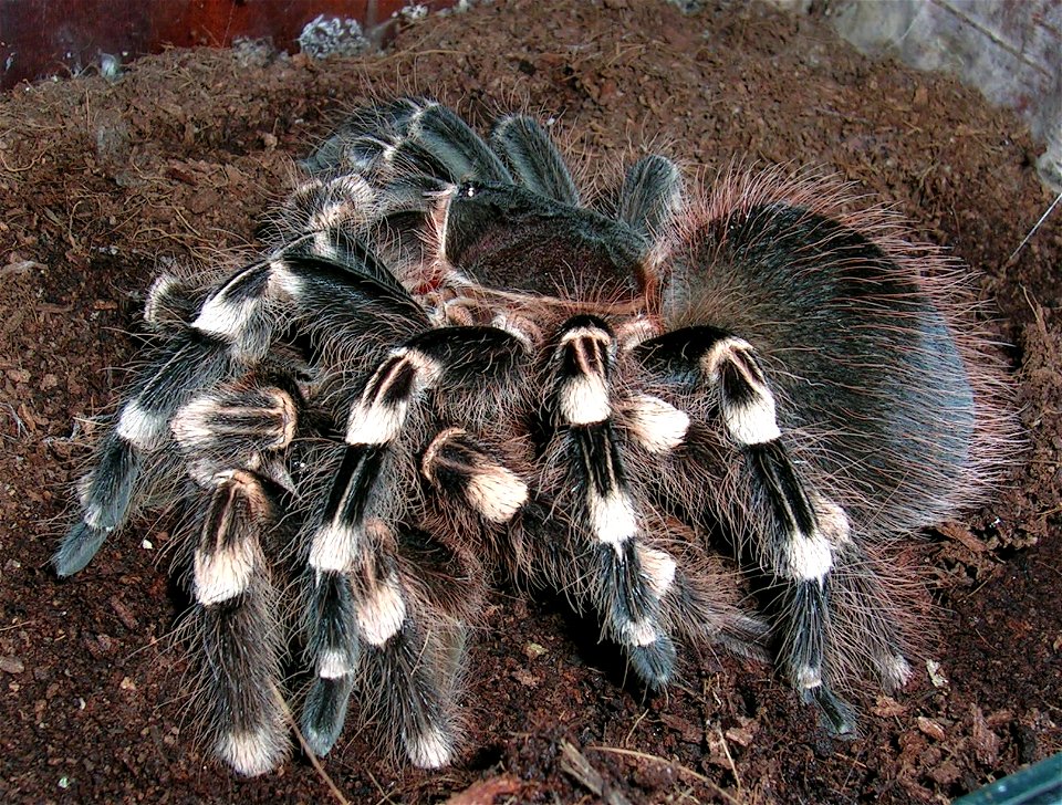 Tarantula Acanthoscurria geniculata. Female eating male as a result of breeding attempt.