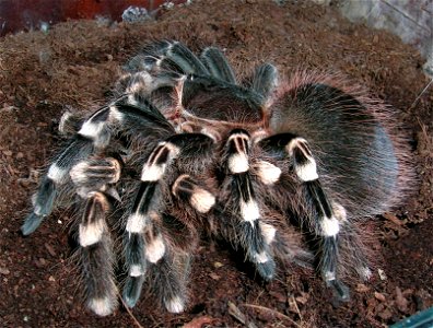 Tarantula Acanthoscurria geniculata. Female eating male as a result of breeding attempt. photo