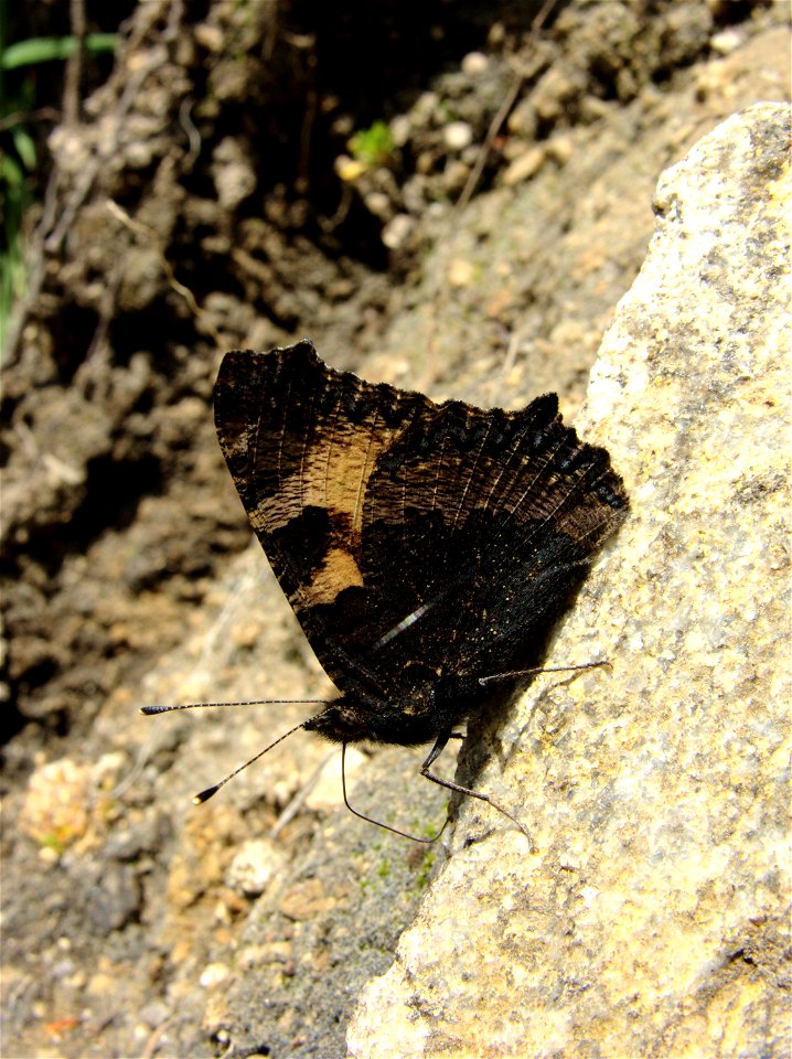 Aglais urticae (Nymphalidae). Cercedilla, Madrid, España.