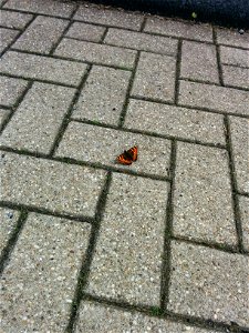 Butterfly on street 3 photo