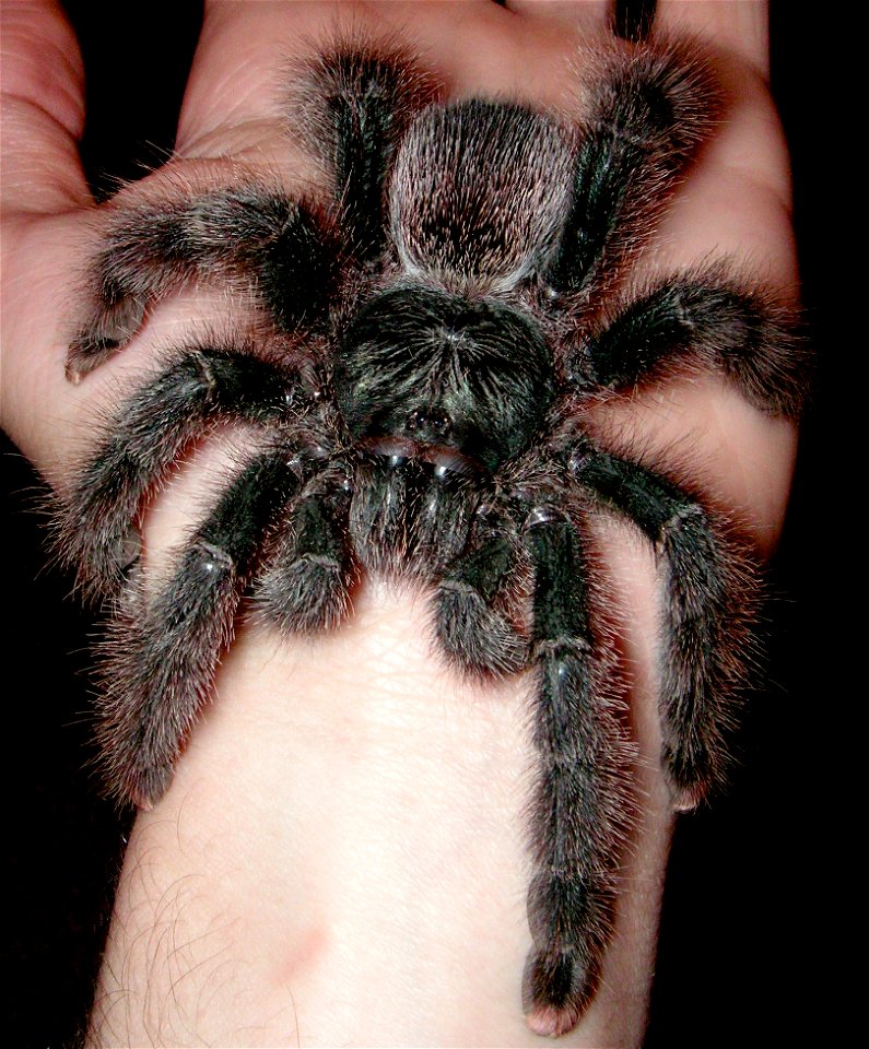 Avicularia Metallica Female Five Inch Specimen