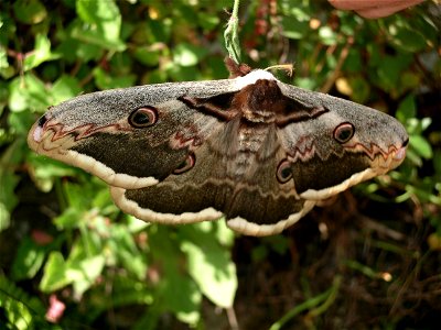 Great Peacock moth in Tuscany - May 2005 photo