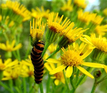 on ragwort

Braintree, Essex, UK