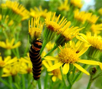 on ragwort Braintree, Essex, UK photo