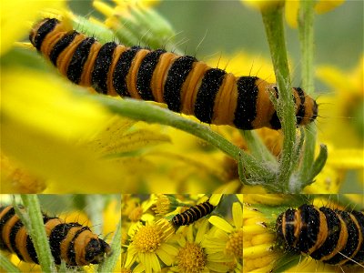 This seems to be the Caterpillar of a Cinnabar moth (Tyria jacobaeae) crawling around on ragwort (Senecio jacobaea)
Location: Road side of industrial area in Hengelo in the Netherlands
Keywords: Cater