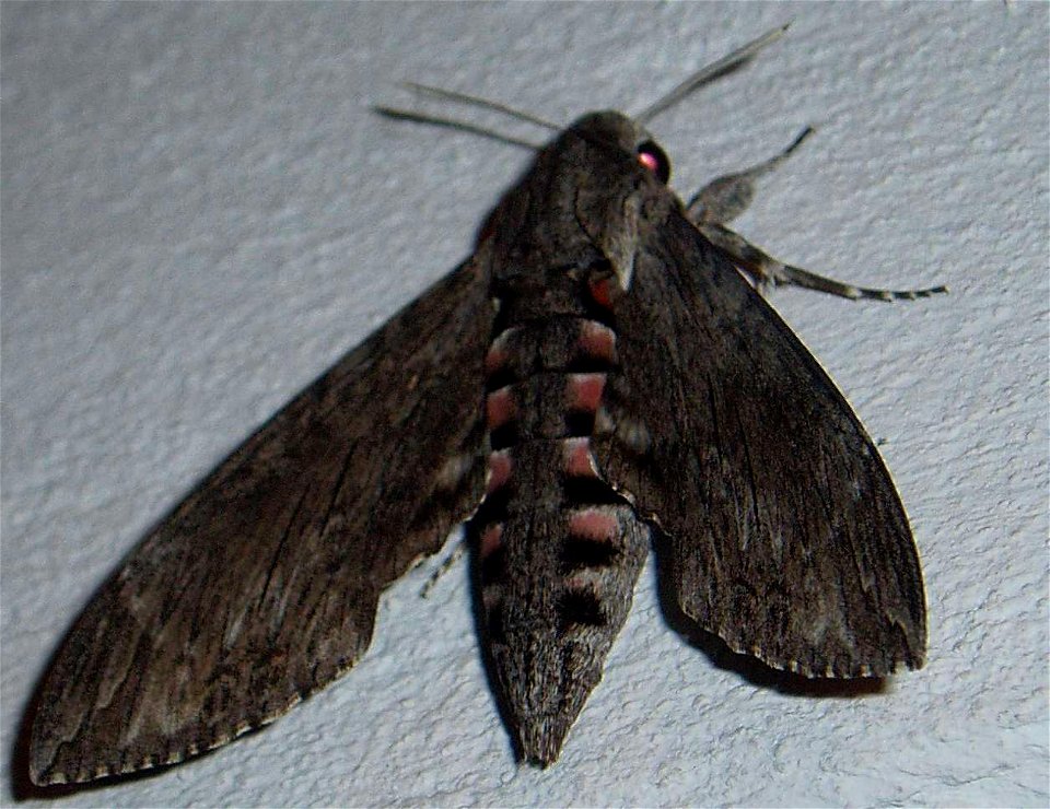 Agrius convolvuli